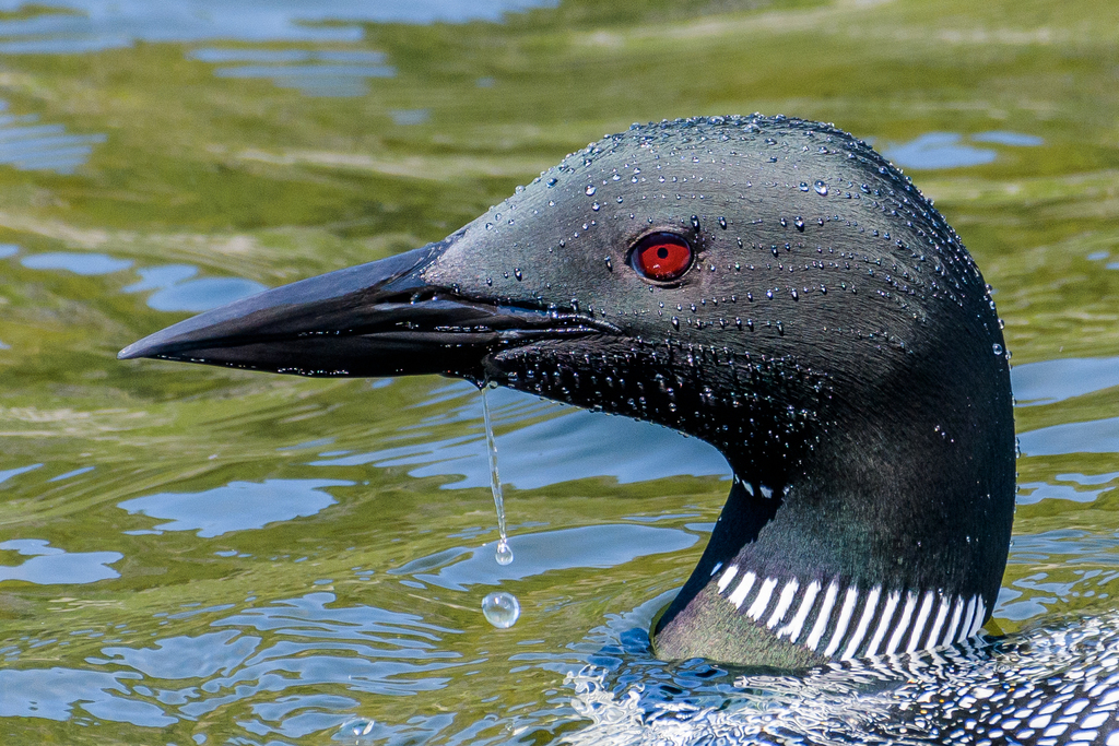Great Northern Diver