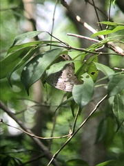 Archaeoprepona demophoon