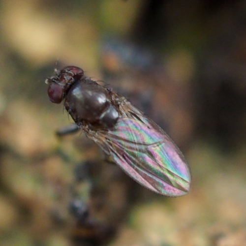Scaptodrosophila deflexa
