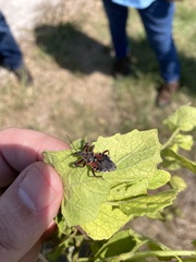 Apiomerus floridensis