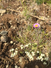 Erigeron borealis