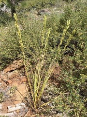 Toxicoscordion paniculatum