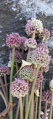 Allium commutatum