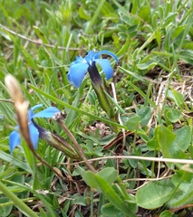 Gentiana verna