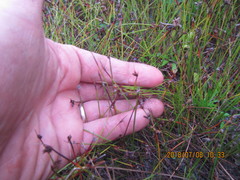 Schoenus concinnus