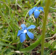 Gentiana verna