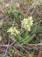 Platanthera hyperborea