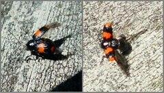 Cryptocephalus notatus