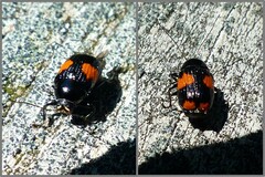 Cryptocephalus notatus