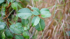 Cryptolepis cryptolepioides