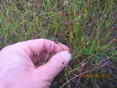 Schoenus concinnus
