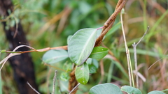 Cryptolepis cryptolepioides