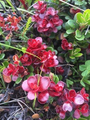 Exobasidium uvae-ursi