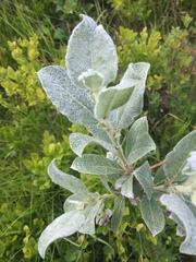 Salix lanata