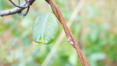 Cryptolepis cryptolepioides