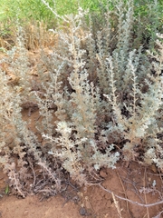 Artemisia fragrans