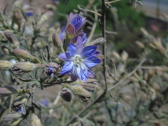 Malesherbia linearifolia