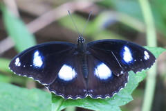 Hypolimnas bolina bolina