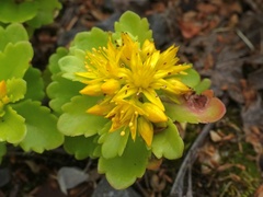 Phedimus kamtschaticus