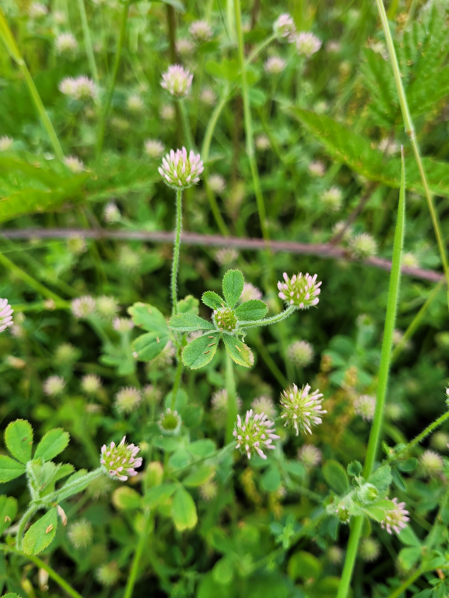 Trifolium microcephalum