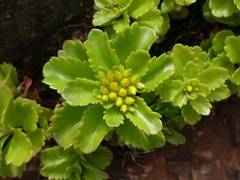 Phedimus kamtschaticus