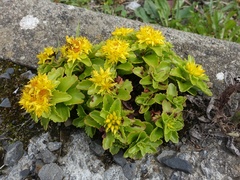 Phedimus kamtschaticus