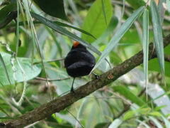 Tachyphonus delatrii