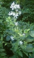 Saponaria officinalis
