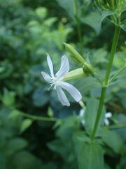 Saponaria officinalis