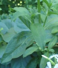 Saponaria officinalis