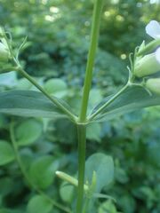 Saponaria officinalis