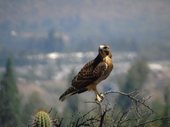 Geranoaetus polyosoma