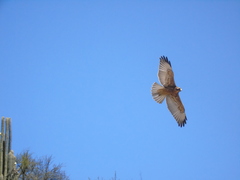 Geranoaetus polyosoma
