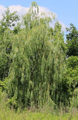 Salix × fragilis vitellina