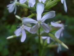 Saponaria officinalis