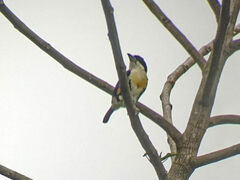 Capito maculicoronatus