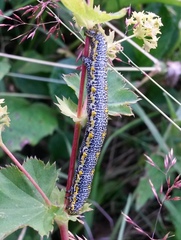 Lycia alpina