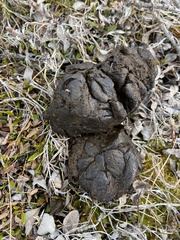 Ovibos moschatus