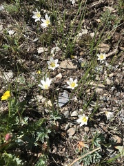 Gagea serotina