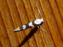 Argyresthia goedartella
