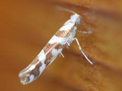 Argyresthia goedartella