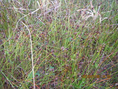 Schoenus concinnus