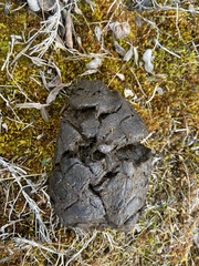Ovibos moschatus