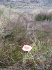 Schoenus concinnus