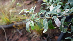 Ozoroa paniculosa