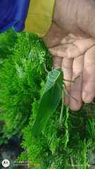 Steirodon dentatum