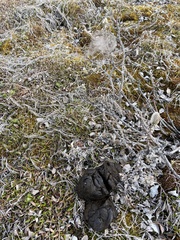 Ovibos moschatus