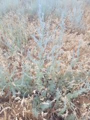 Artemisia fragrans