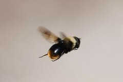 Sericomyia vockerothi