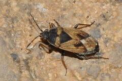 Trapezonotus arenarius